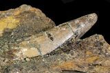 Huge, Deinosuchus Tooth In Stone - Aguja Formation, Texas #116576-5